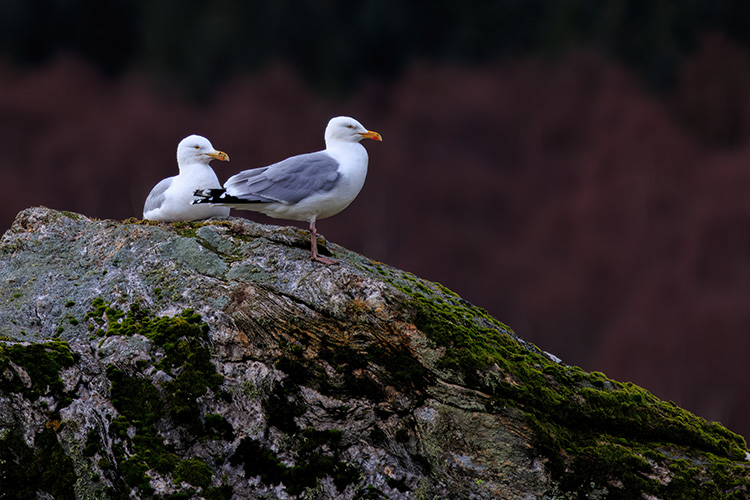 Herring gull 